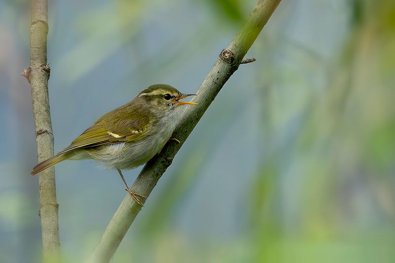 Claudia's Leaf Warbler
