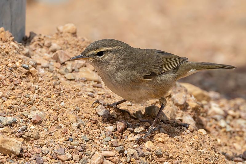 Dusky Warbler