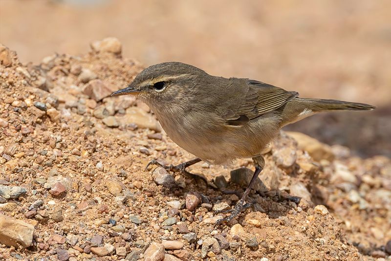 Dusky Warbler