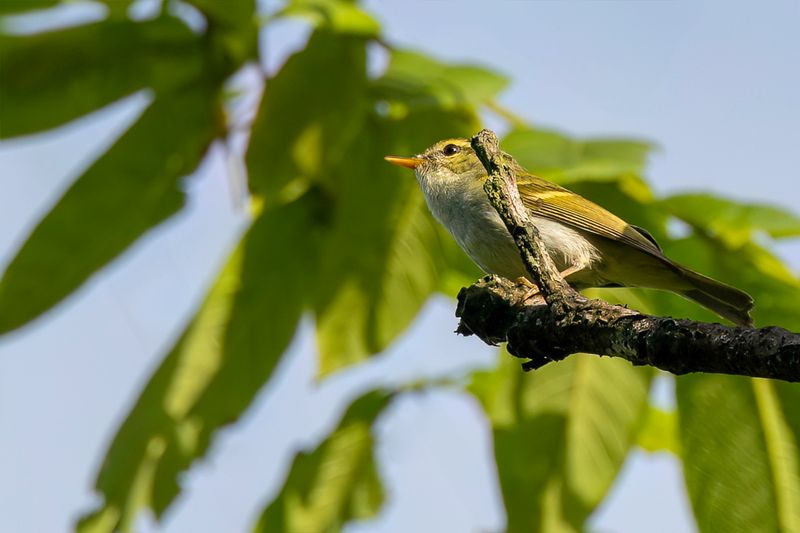 Emei Leaf Warbler