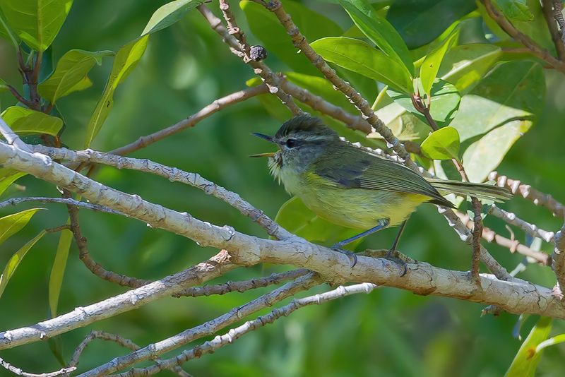 Timor Leaf Warbler