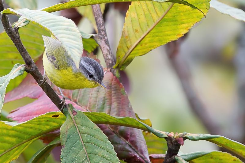 Grey-hooded Warbler