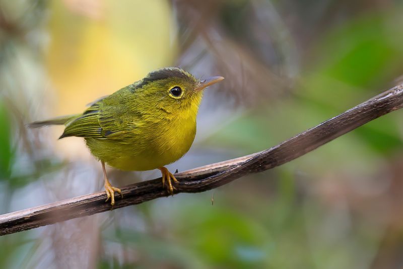 Green-crowned Warbler