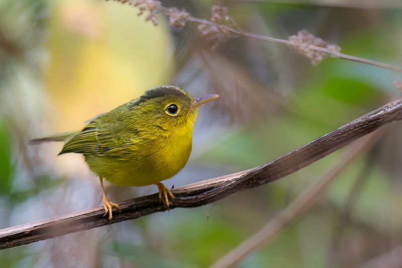 Green-crowned Warbler
