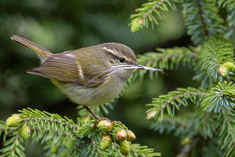 Greenish Warbler