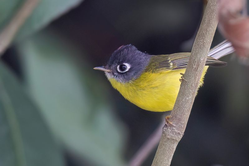 Grey-cheeked Warbler