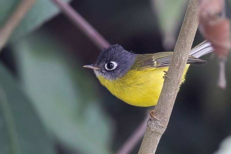 Grey-cheeked Warbler