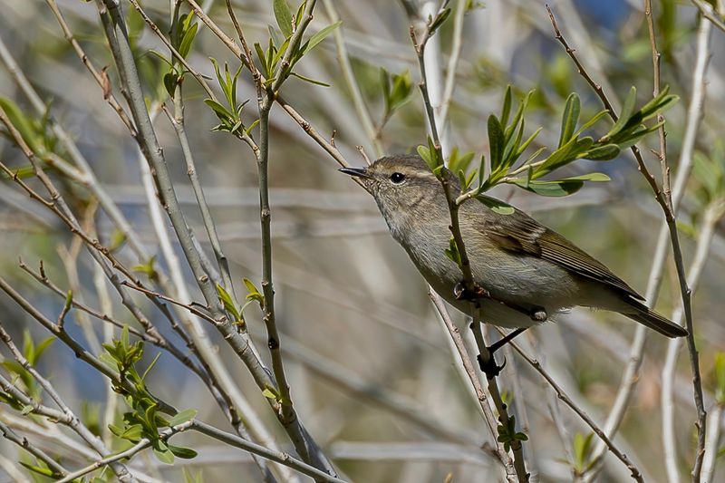Hume's Leaf Warbler
