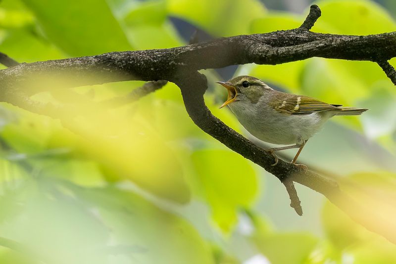 Kloss's Leaf Warbler