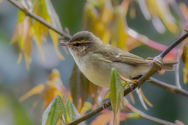 Large-billed Leaf Warbler