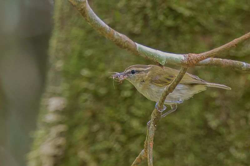 Lompobattang Leaf Warbler