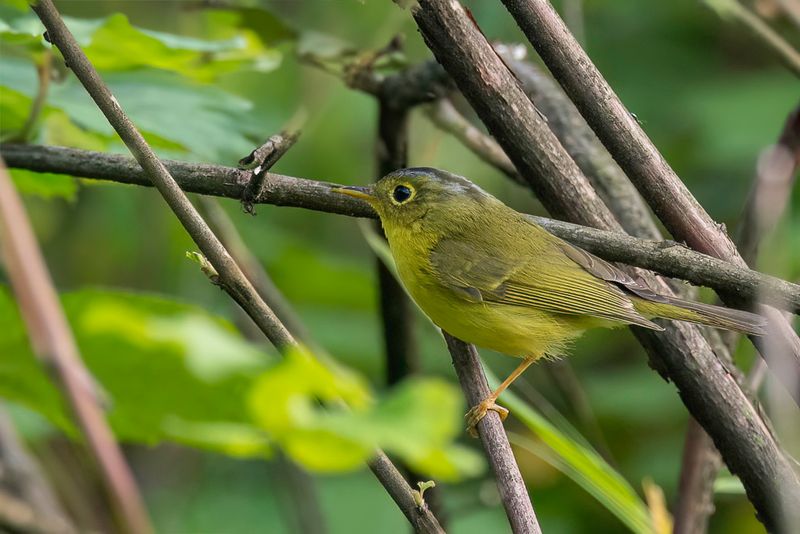 Martens's Warbler