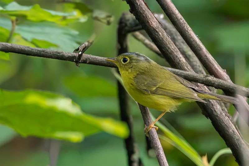 Martens's Warbler