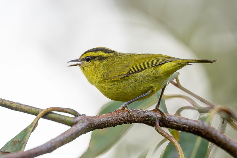 Mountain Leaf Warbler
