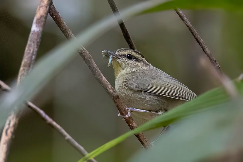 Mountain Leaf Warbler