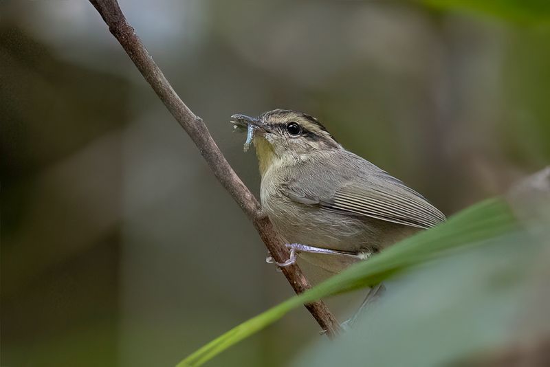 Mountain Leaf Warbler