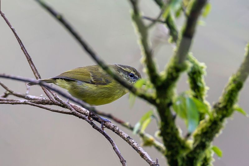 Negros Leaf Warbler