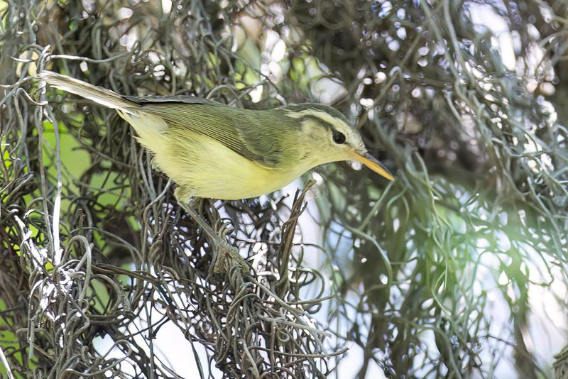 Rote Leaf Warbler
