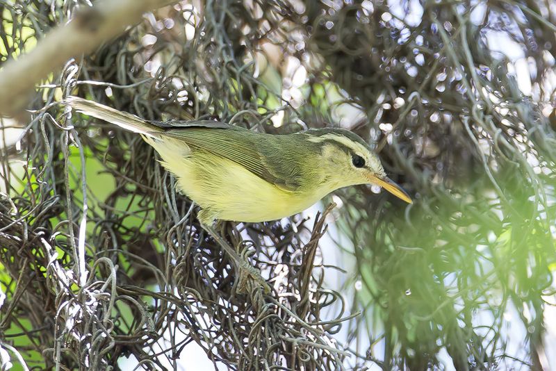 Rote Leaf Warbler