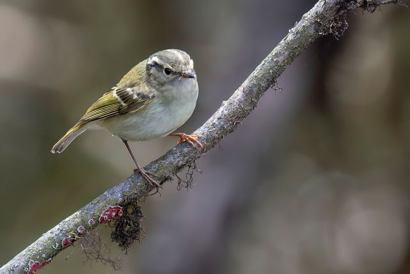 Sichuan Leaf Warbler