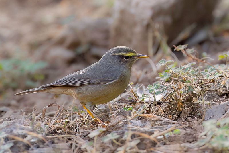 Sulphur-bellied Warbler