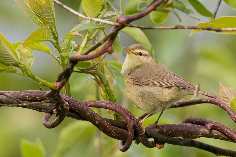 Tickell's Leaf Warbler