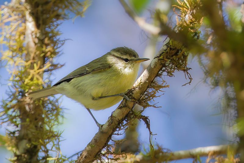 Timor Leaf Warbler