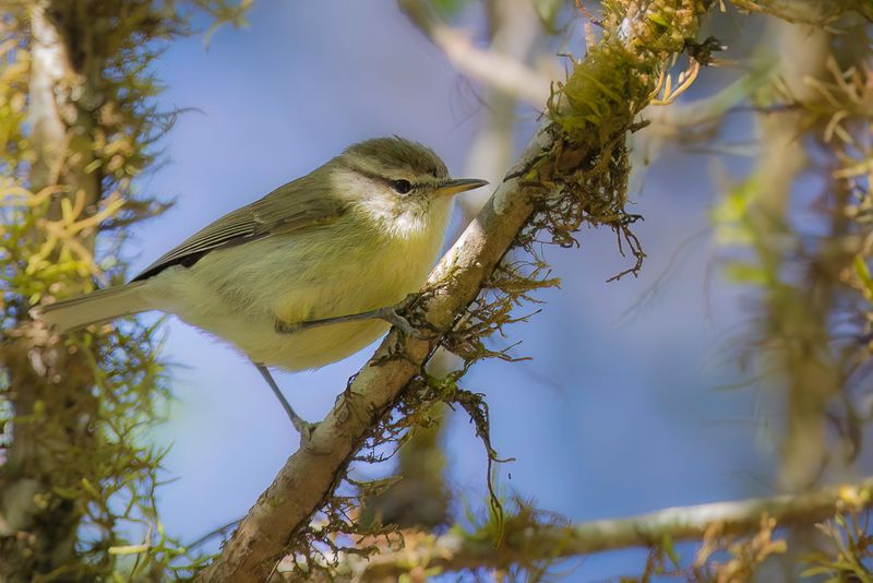 Timor Leaf Warbler
