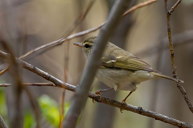 Two-barred Warbler