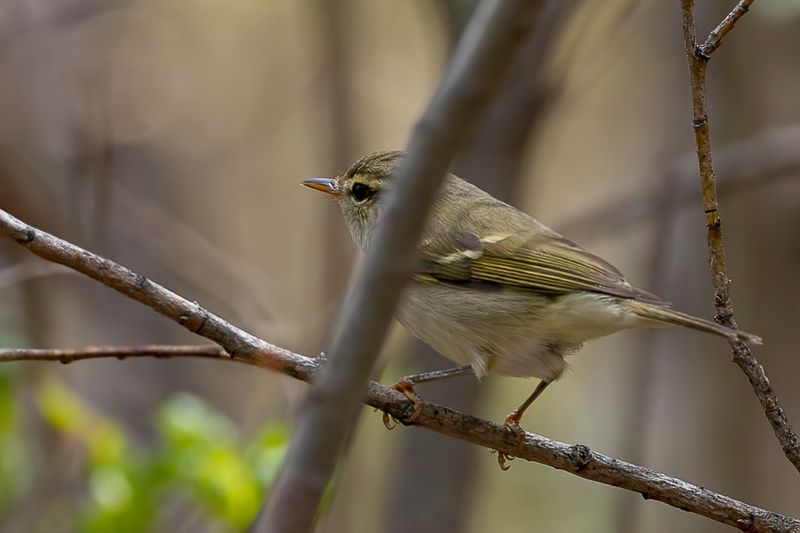 Two-barred Warbler