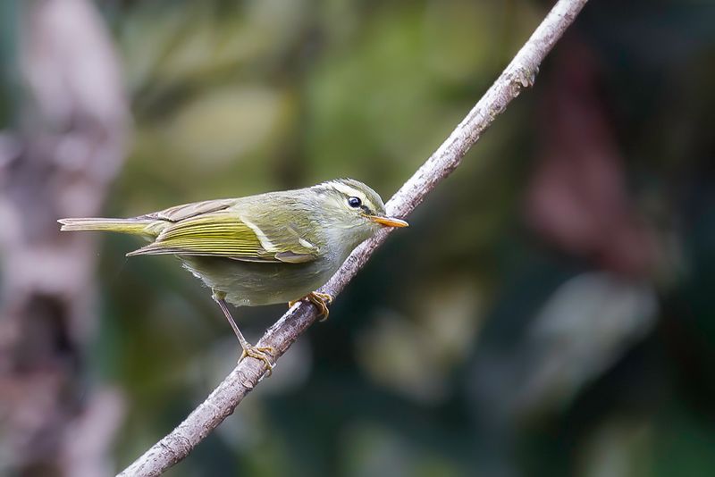 Western Crowned Warbler
