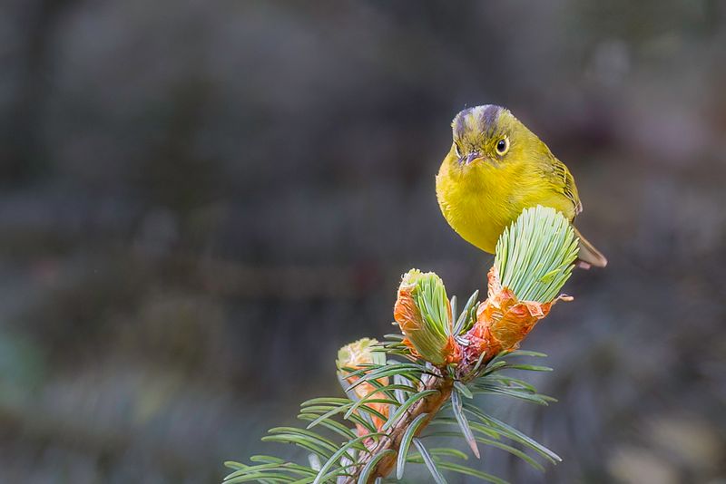 Whistler's Warbler