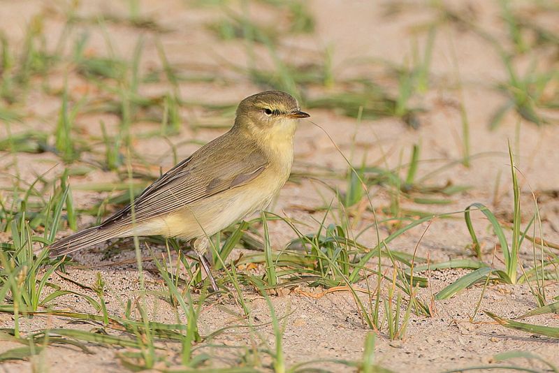 Willow Warbler