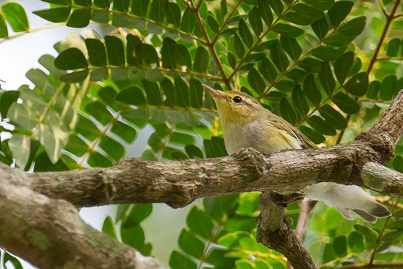 Wood Warbler