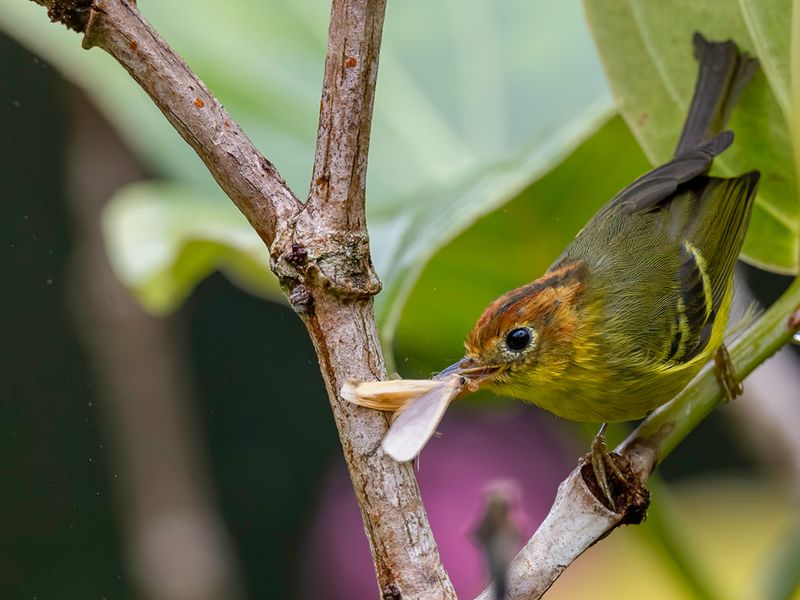 Yellow-breasted Warbler