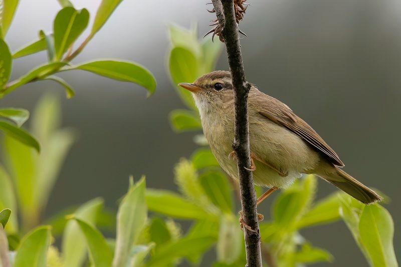Yellow-streaked Warbler
