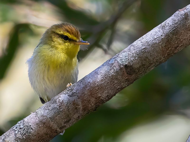 Yellow-throated Woodland Warbler