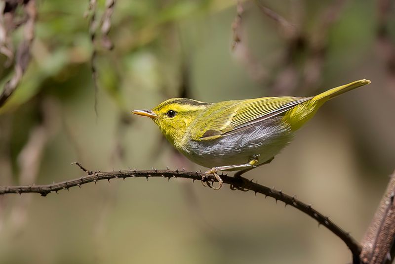 Yellow-vented Warbler
