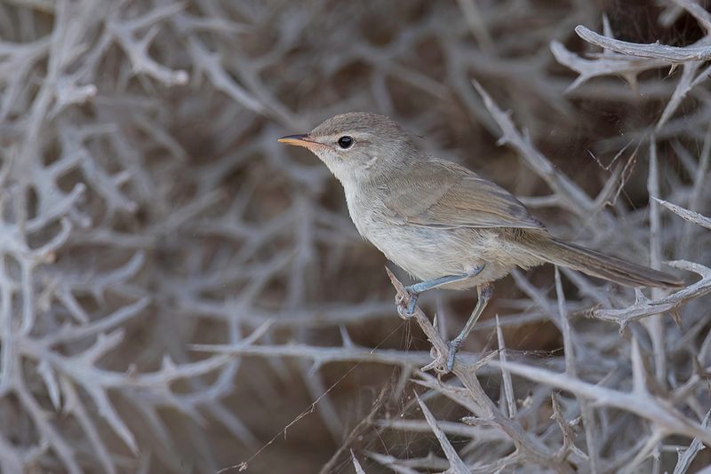 185 Acrocephalidae - Reed Warblers and Allies