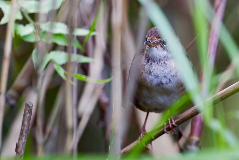 Baikal Bush Warbler