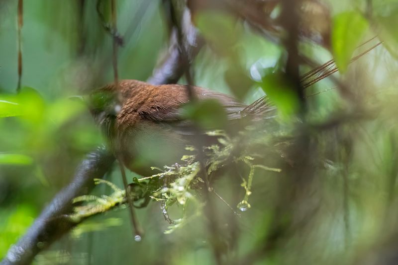 Brown Emutail