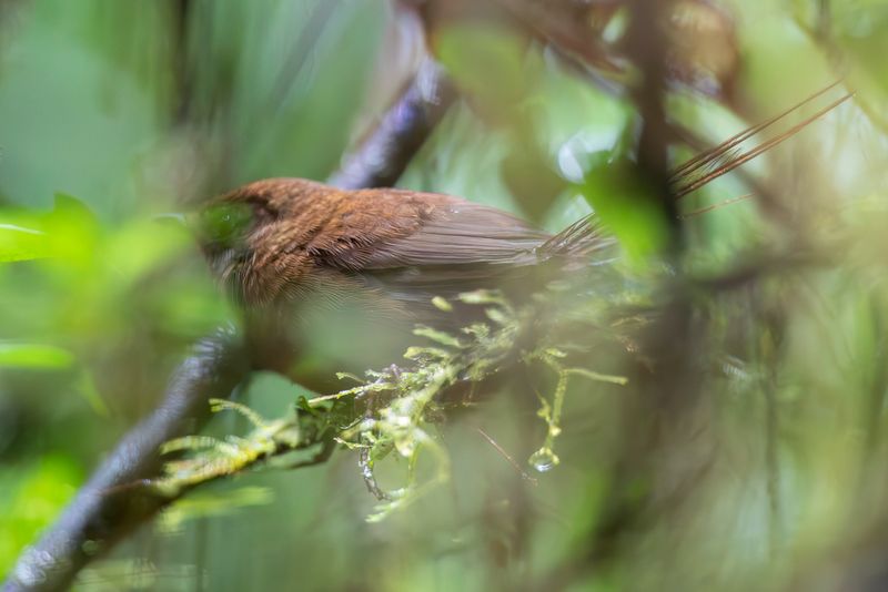 Brown Emutail
