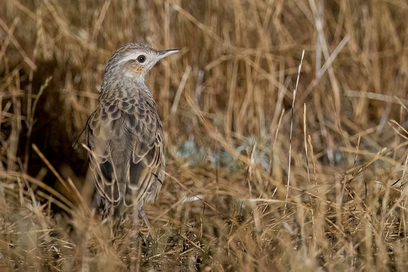 Brown Songlark (f)