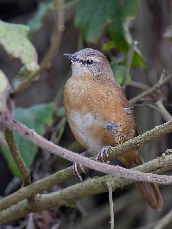 Cinnamon Bracken Warbler