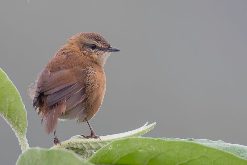 Cinnamon Bracken Warbler