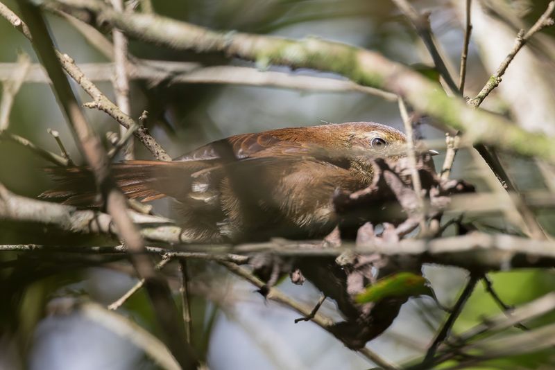 Evergreen Forest Warbler