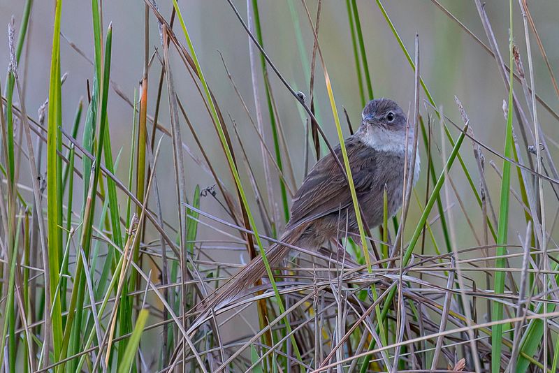 Grey Emutail