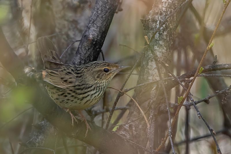 Lanceolated Warbler