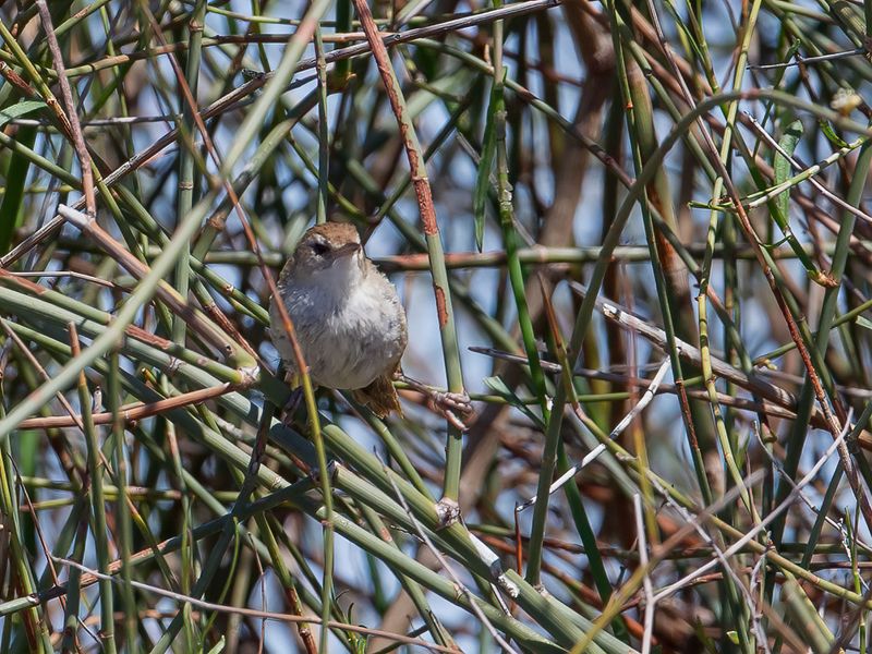 Little Grassbird