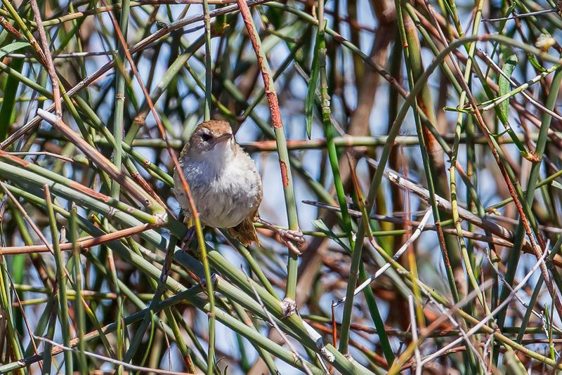 Little Grassbird